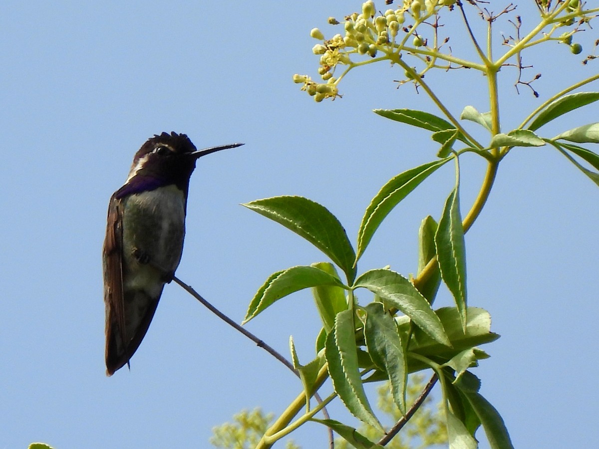 Costa's Hummingbird - ML635557505