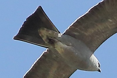 Mississippi Kite - ML635557528