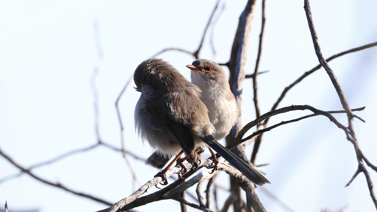 indigoalvesmett - ML635557551