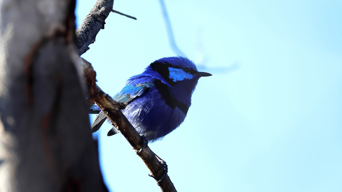 indigoalvesmett - ML635557568