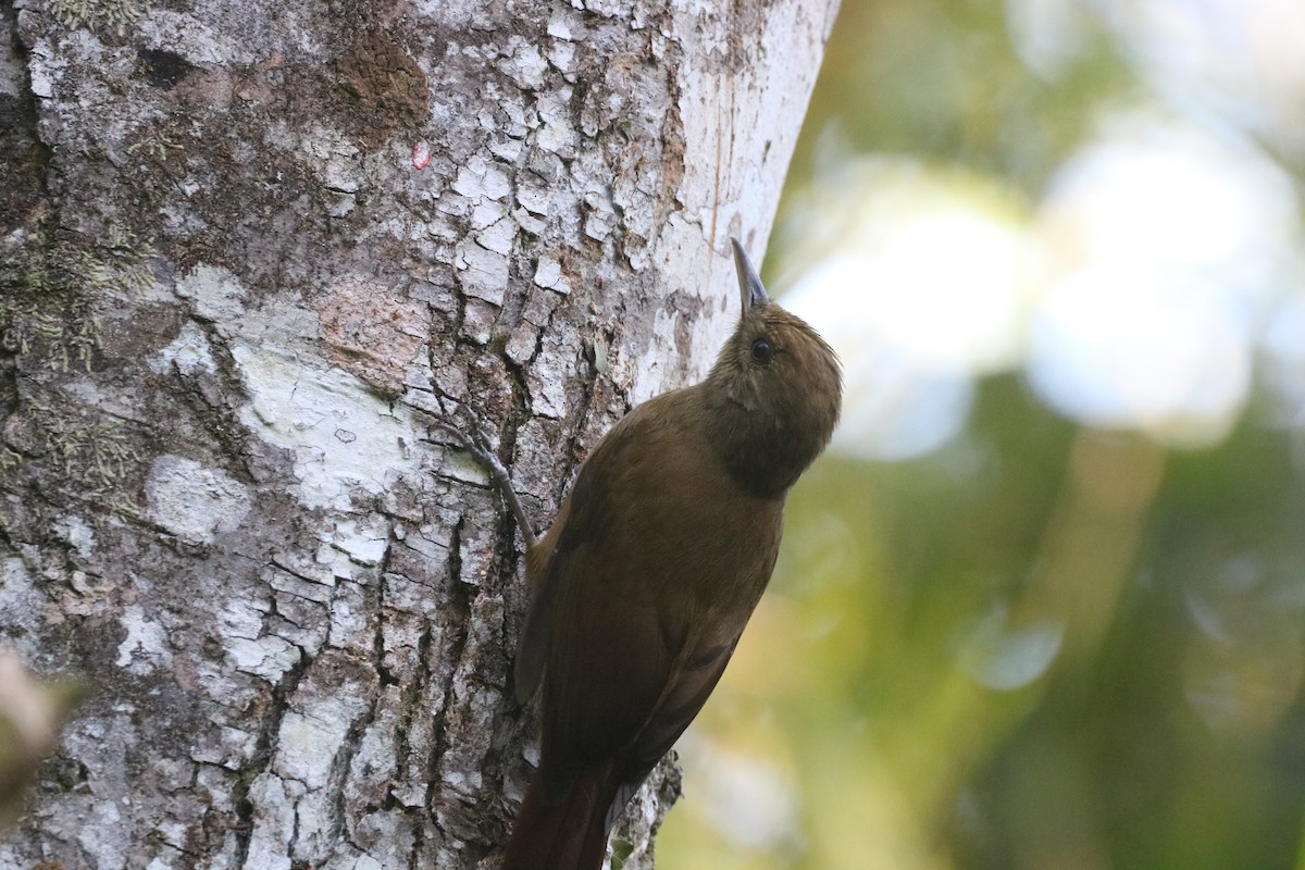 Plain-winged Woodcreeper (Plain-winged) - ML635557583