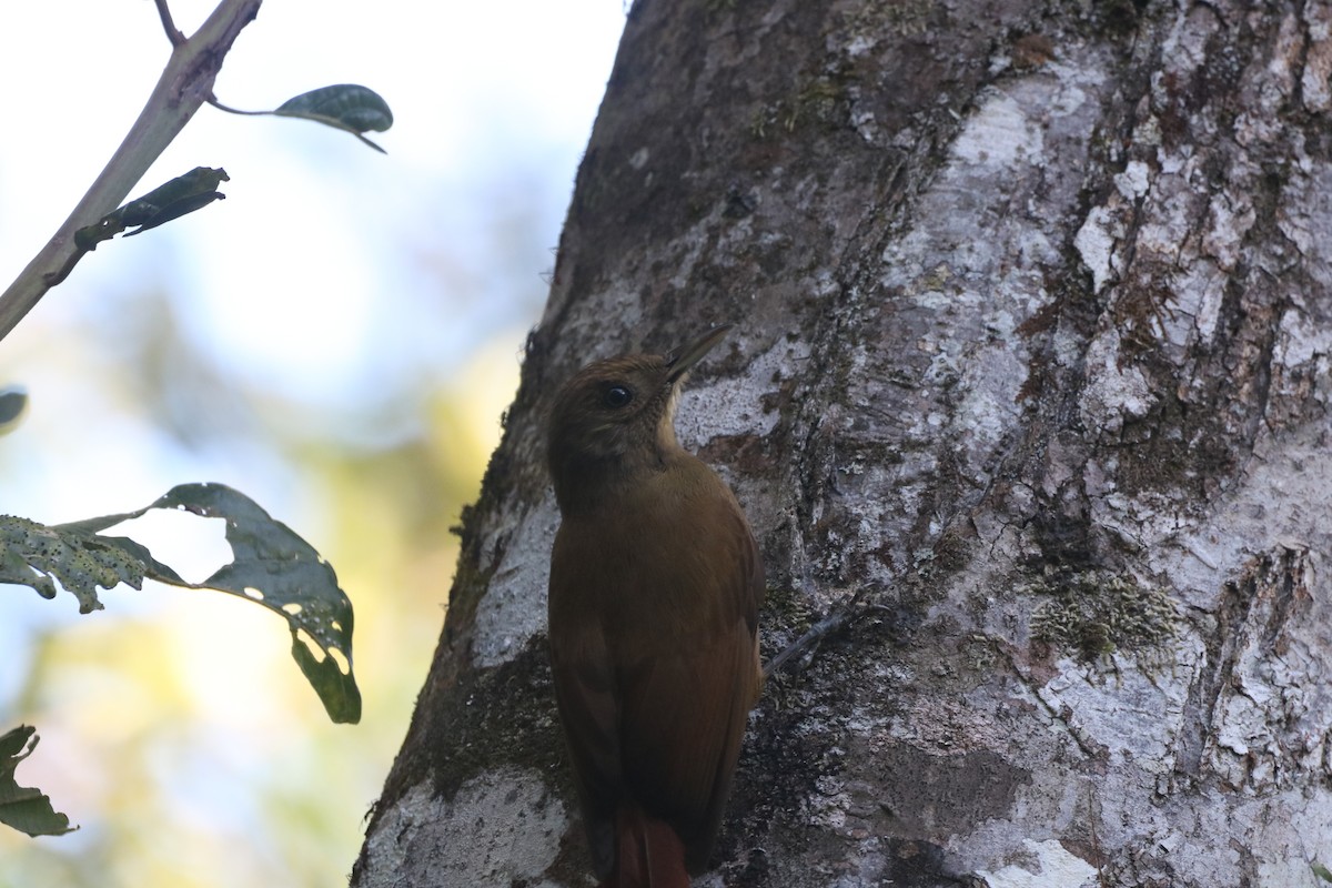 Plain-winged Woodcreeper (Plain-winged) - ML635557586