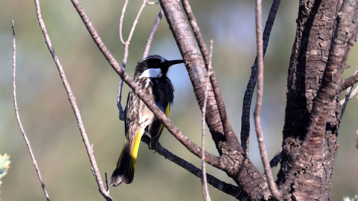 hvitkinnhonningeter - ML635557629