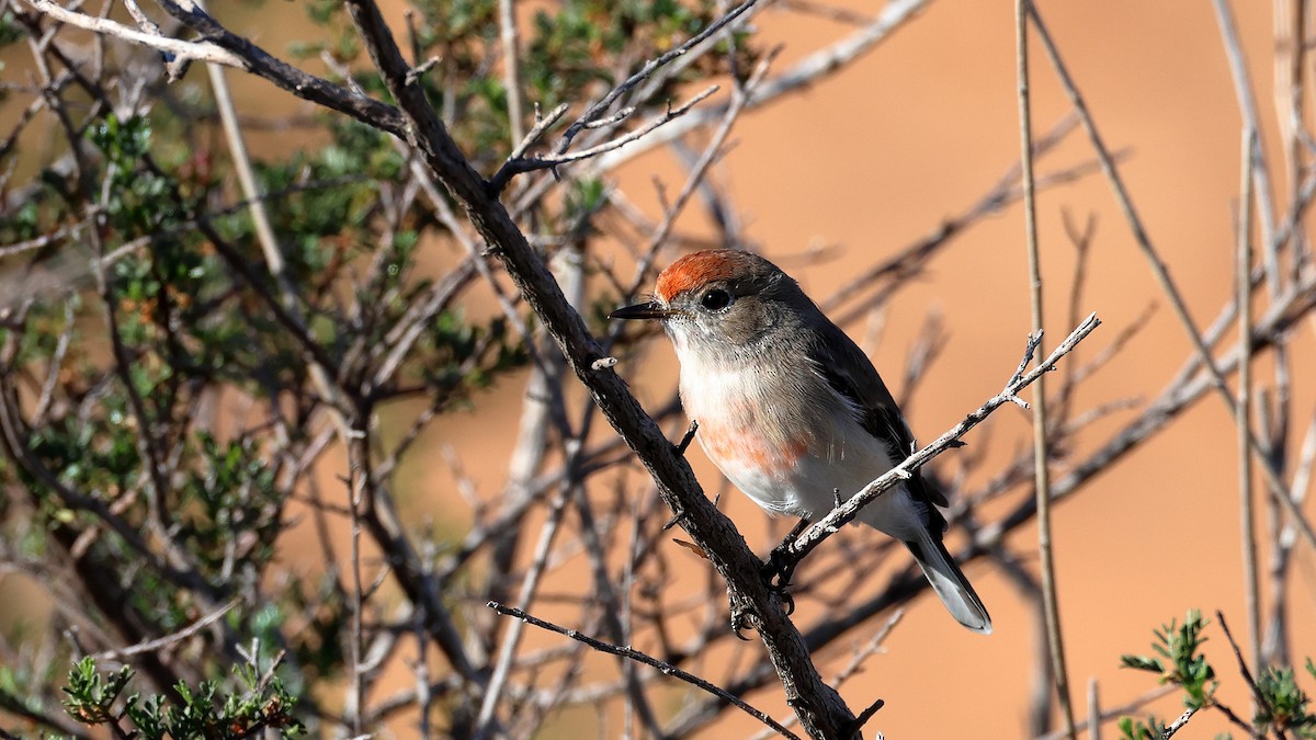 rødkroneflueskvett - ML635557667