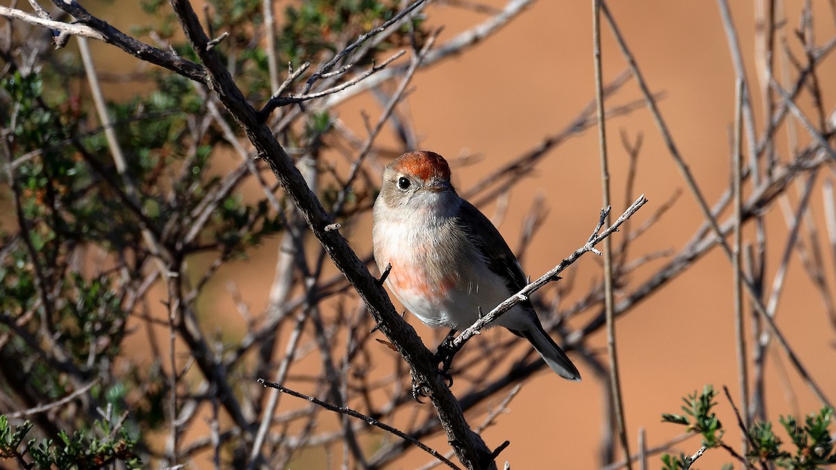 rødkroneflueskvett - ML635557686