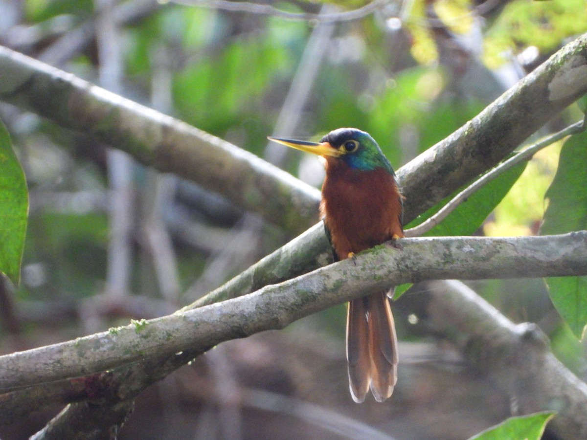 Blue-cheeked Jacamar - ML635557732
