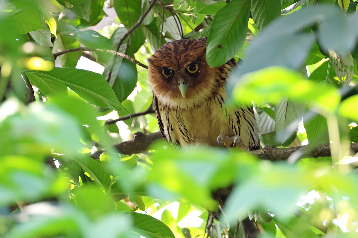 Philippine Eagle-Owl - ML635557756