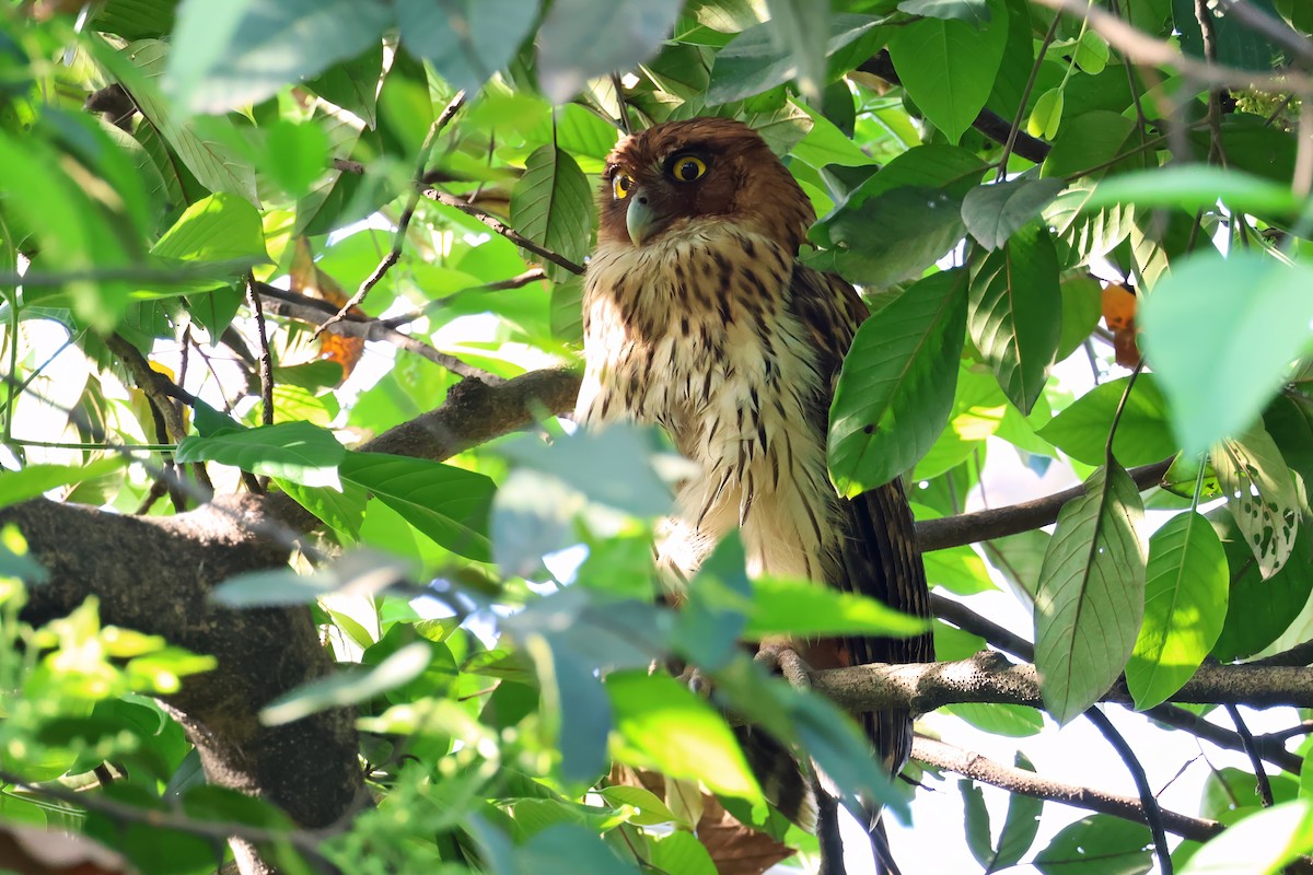 Philippine Eagle-Owl - ML635557757