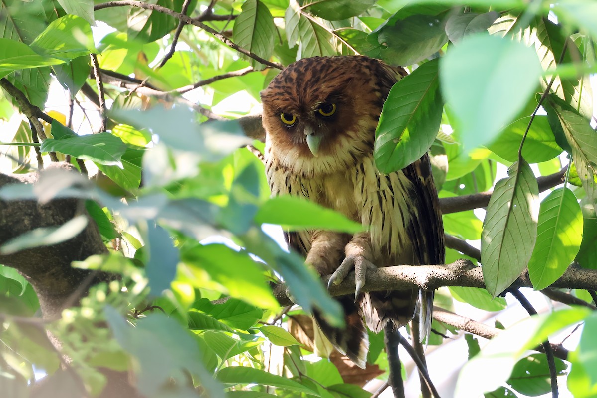 Philippine Eagle-Owl - ML635557758