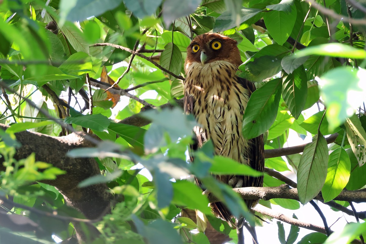 Philippine Eagle-Owl - ML635557761