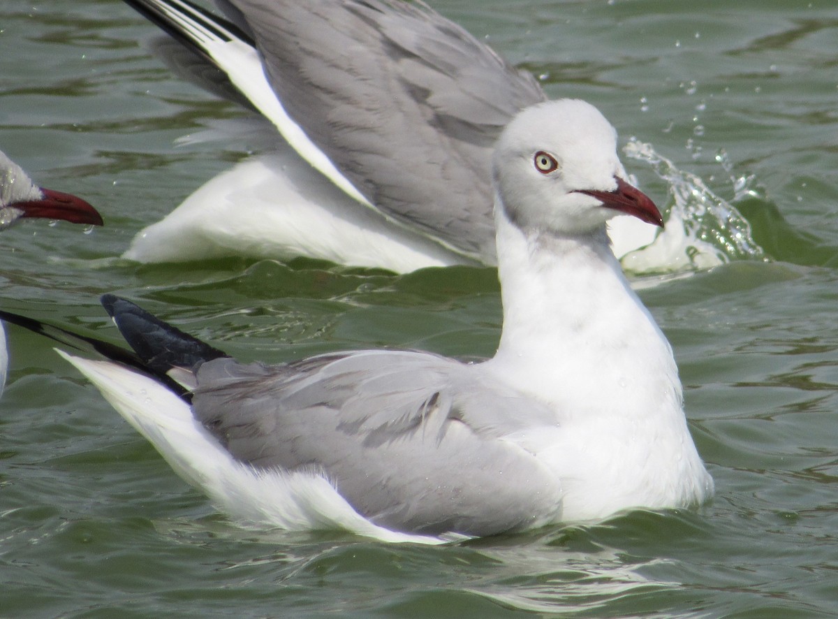Gray-hooded Gull - ML635557777