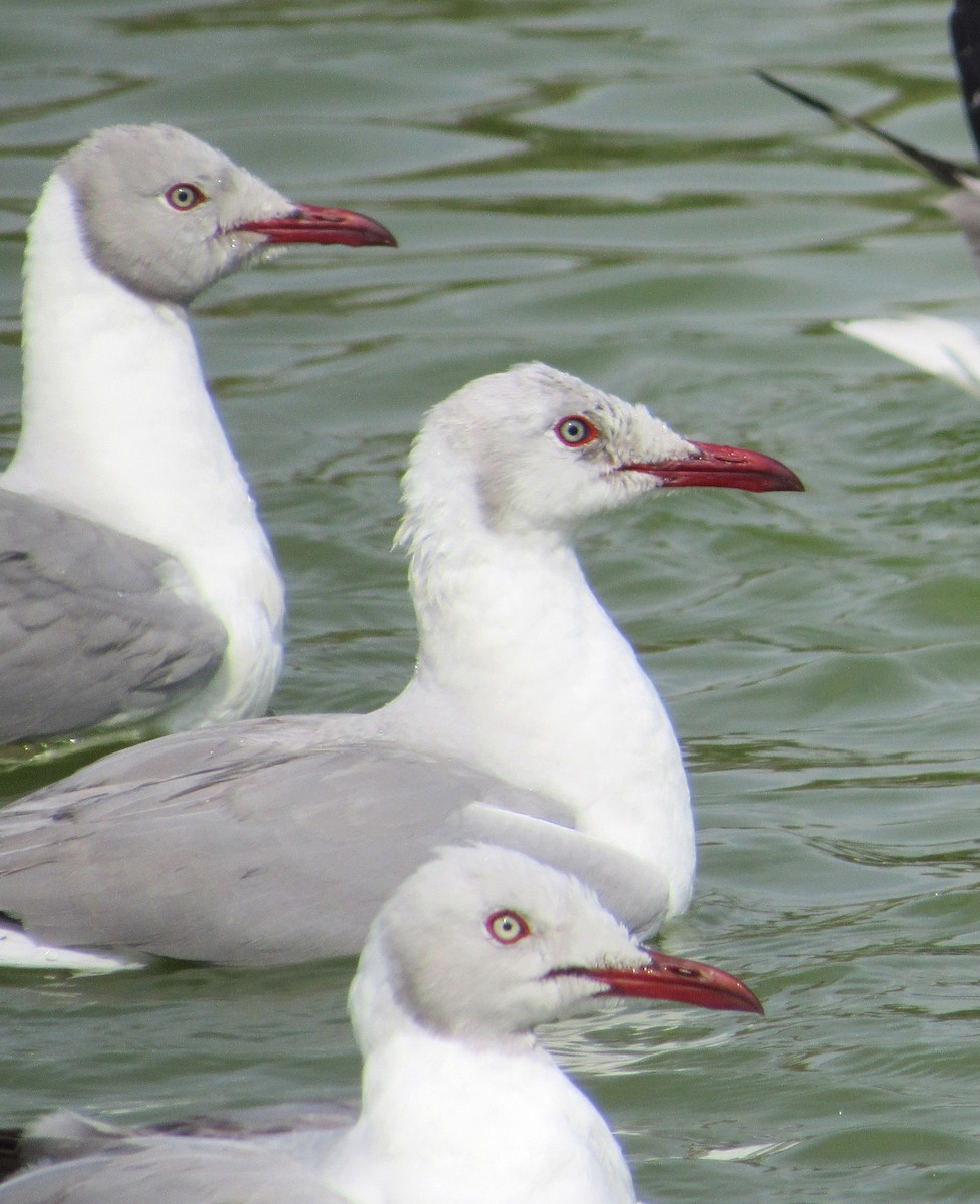 Gray-hooded Gull - ML635557778