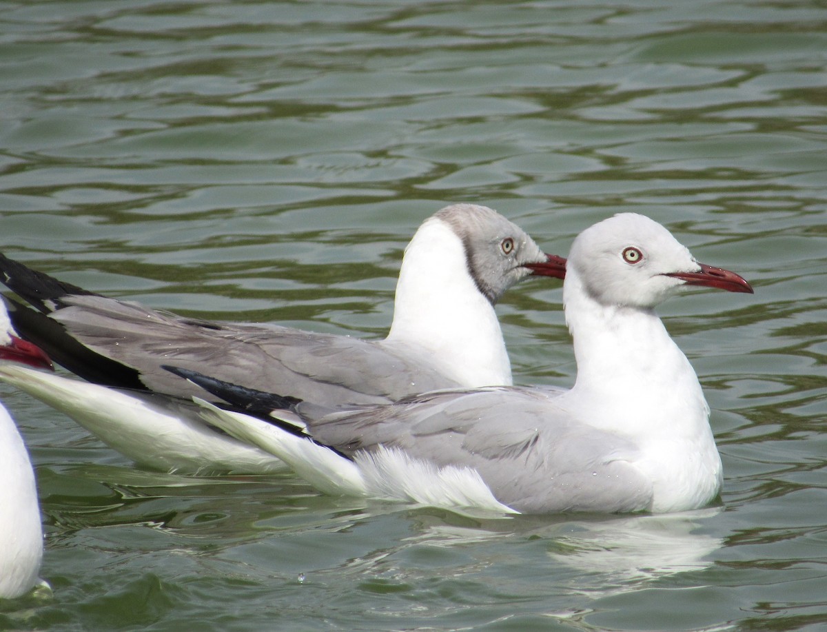 Gray-hooded Gull - ML635557779