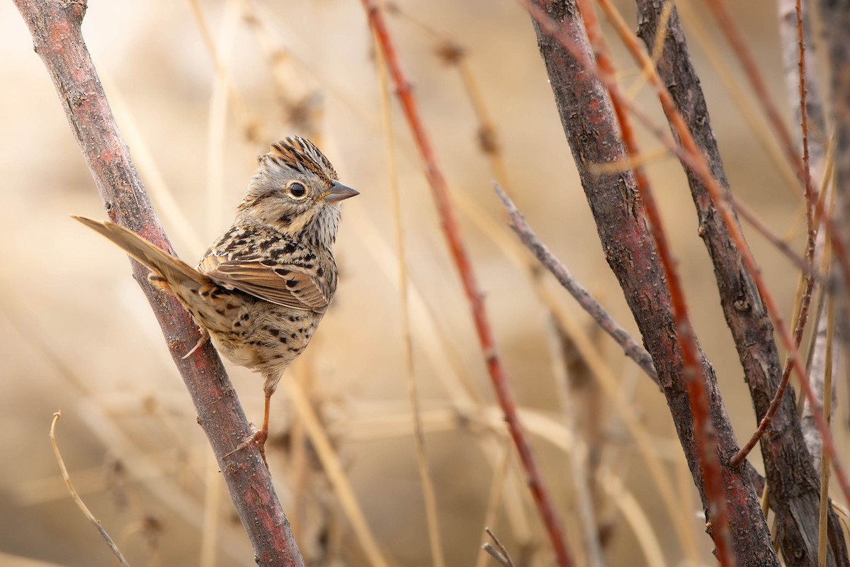 Lincoln's Sparrow - ML635557861