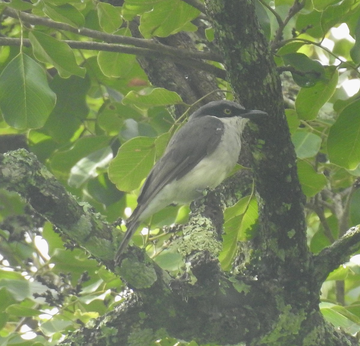 Malabar Woodshrike - ML63555791