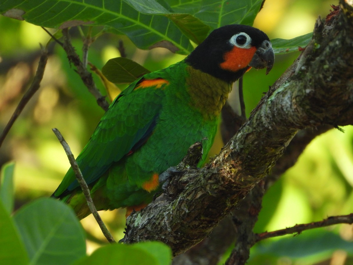 Orange-cheeked Parrot - ML635557928