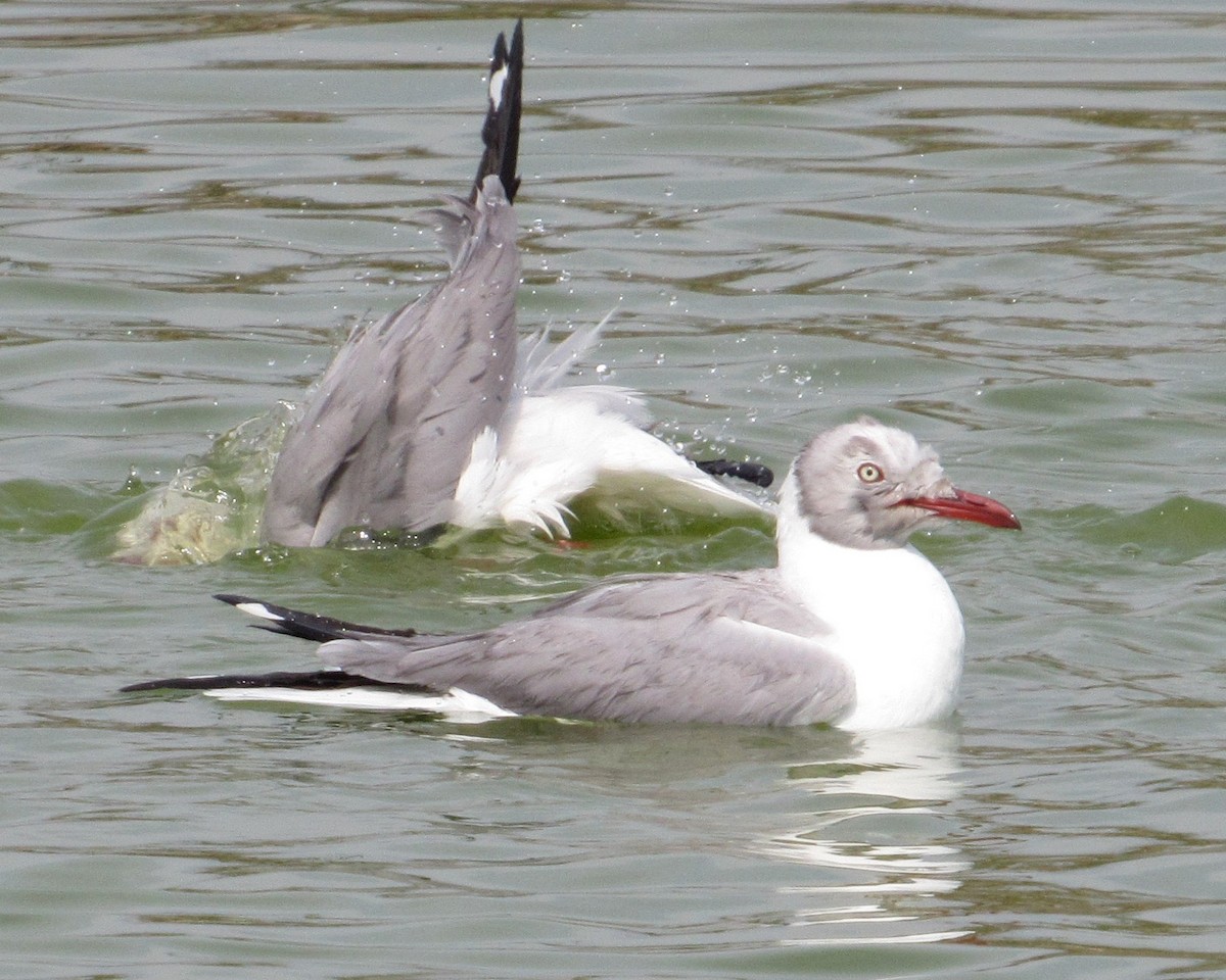 Gray-hooded Gull - ML635558006
