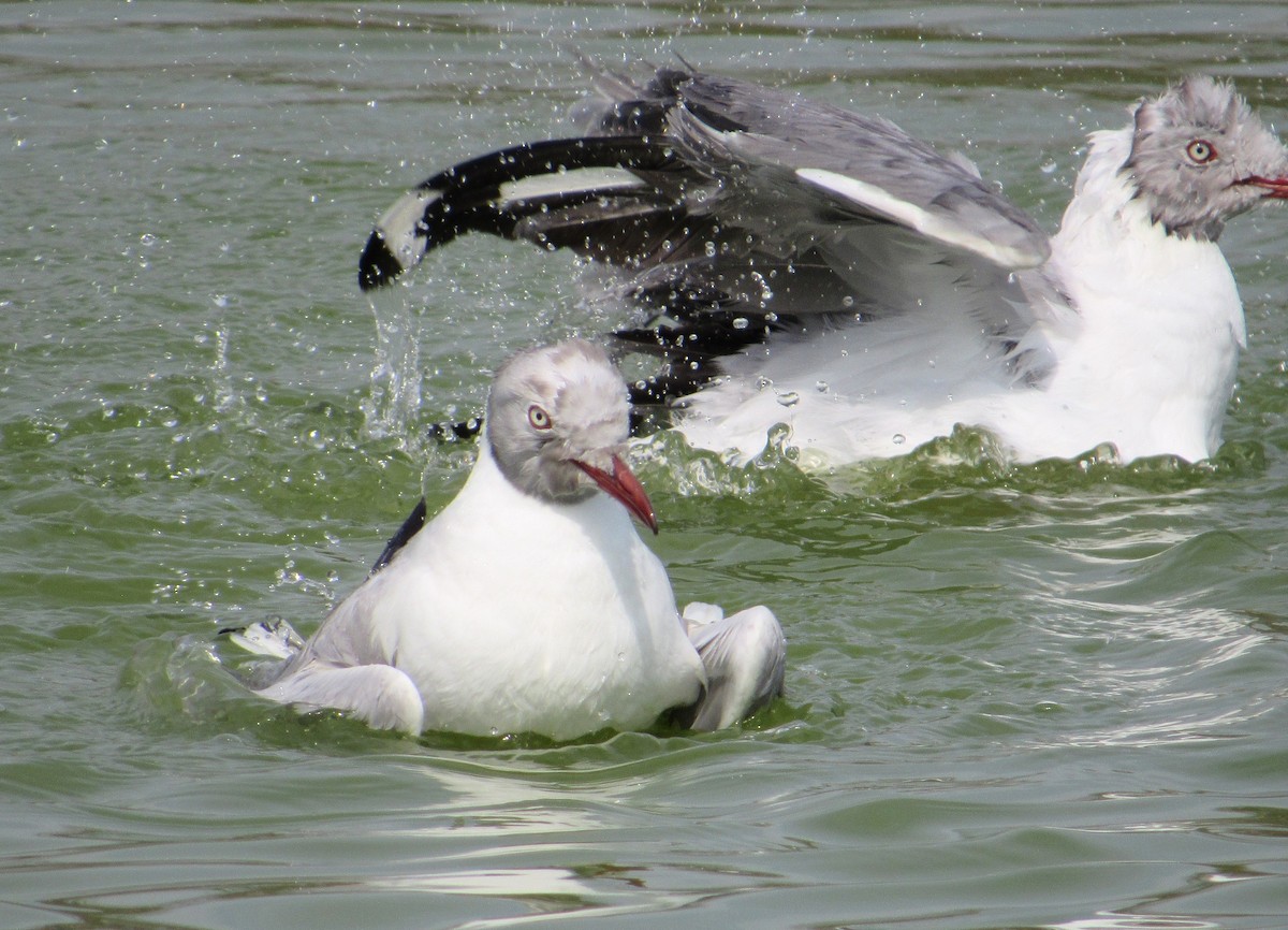 Gray-hooded Gull - ML635558007