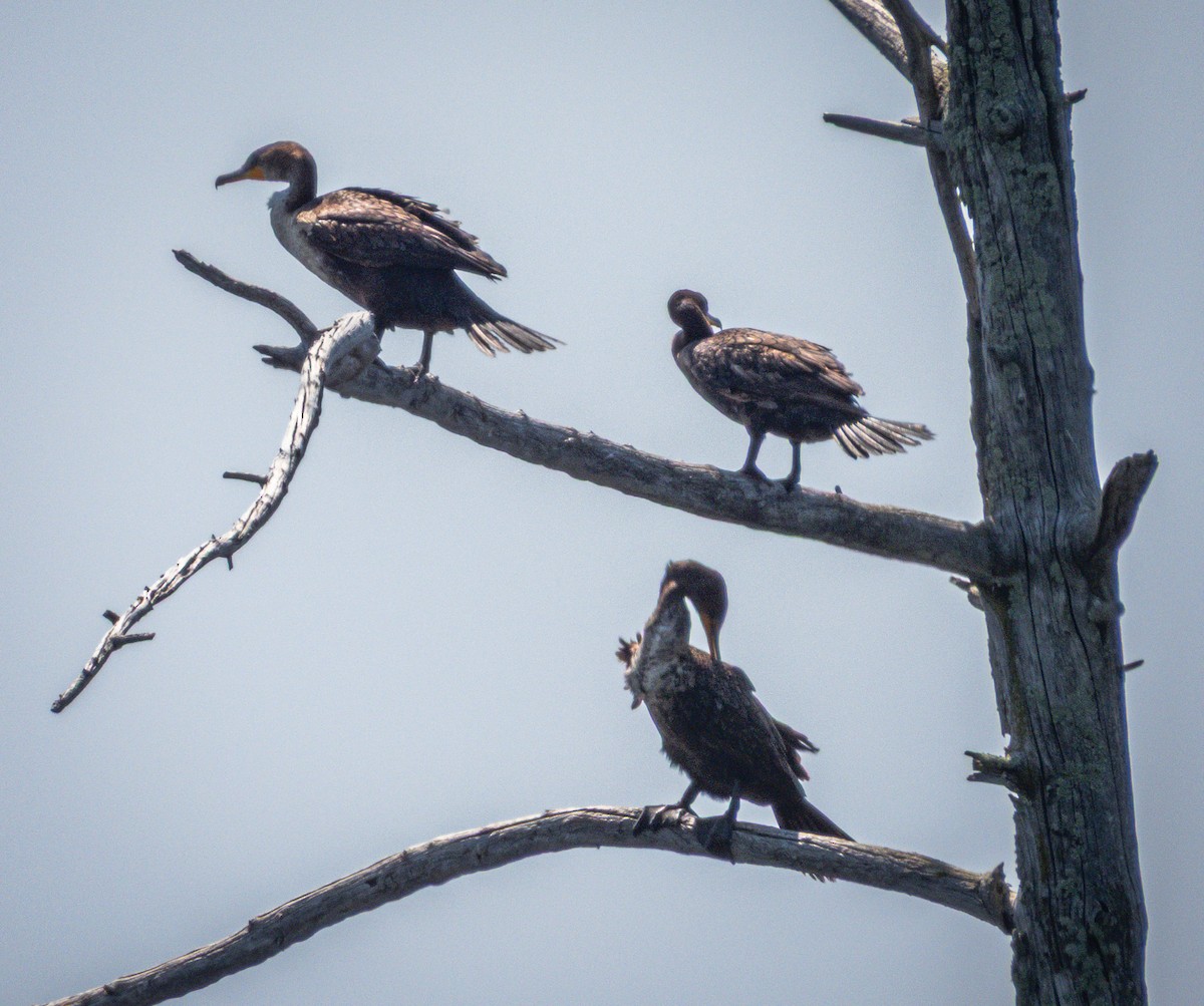 Double-crested Cormorant - ML635558045