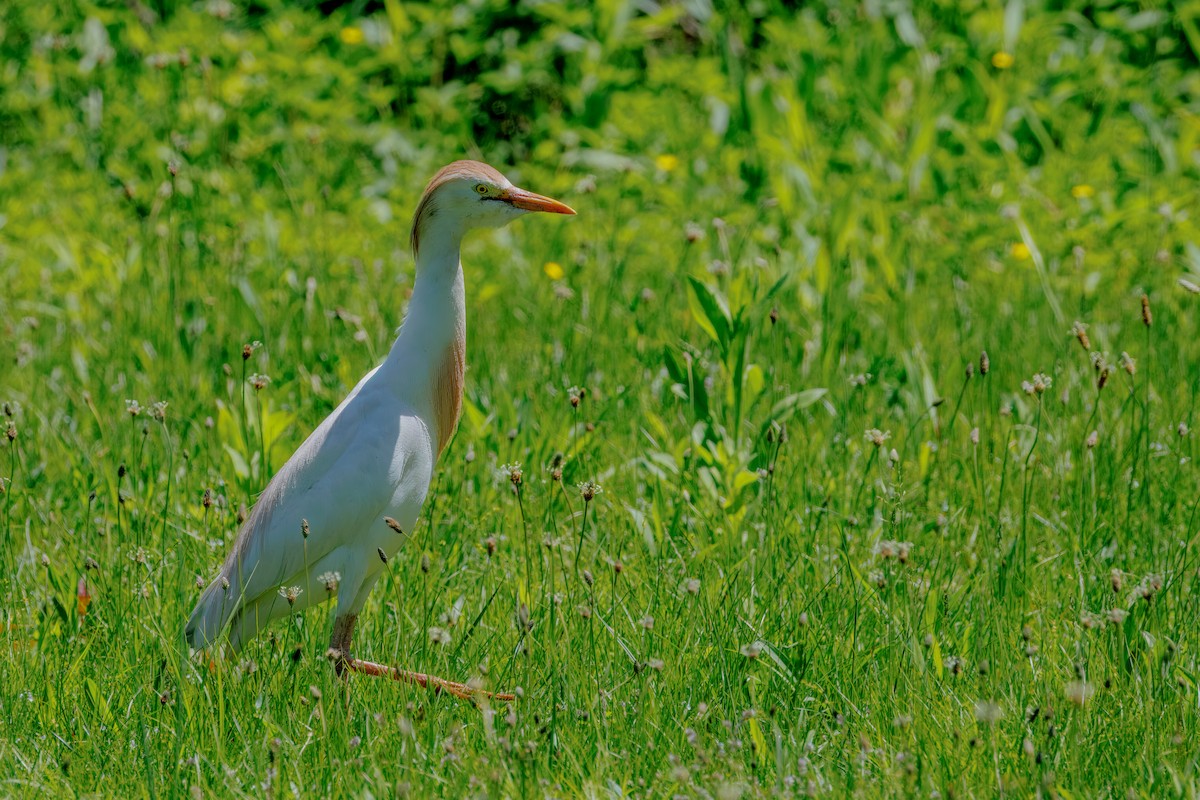 Western Cattle-Egret - ML635558086