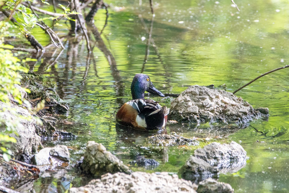 Canard souchet - ML635558100