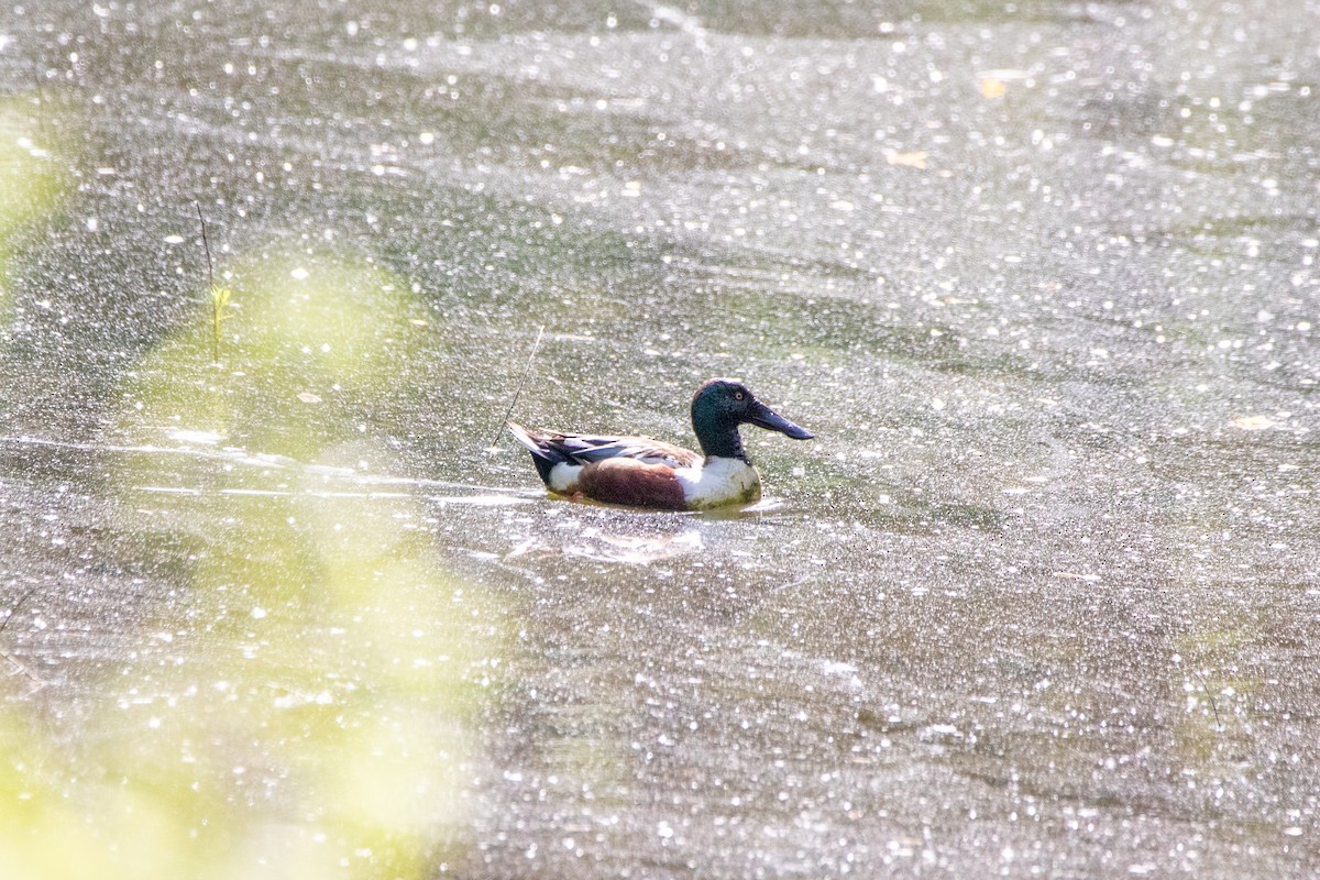 Canard souchet - ML635558101