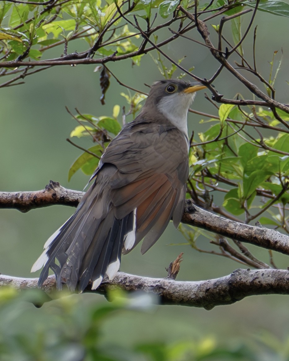 Yellow-billed Cuckoo - ML635558191
