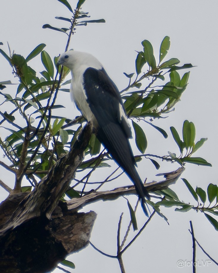 Swallow-tailed Kite - ML635558223