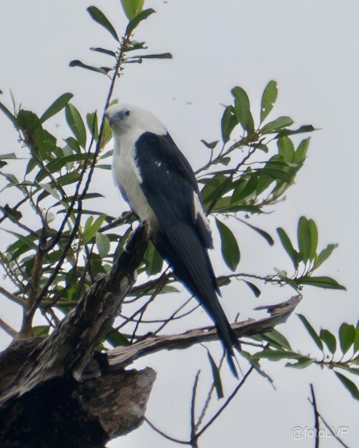 Swallow-tailed Kite - ML635558224