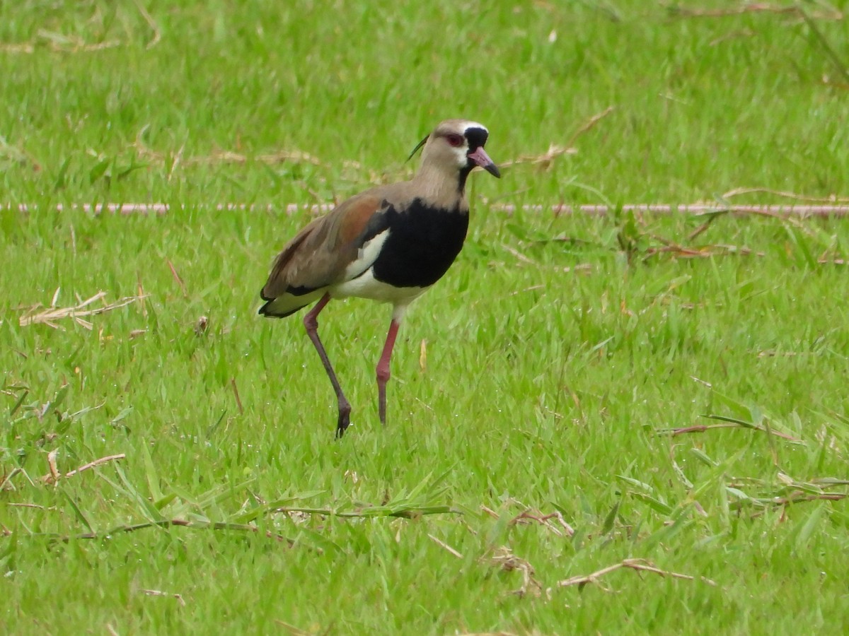Southern Lapwing - ML635558253