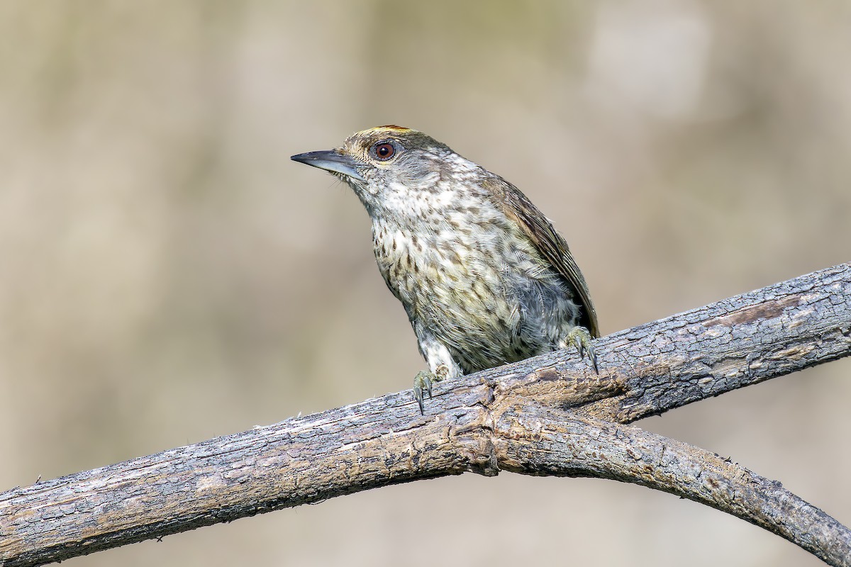 Antillean Piculet - ML635558263