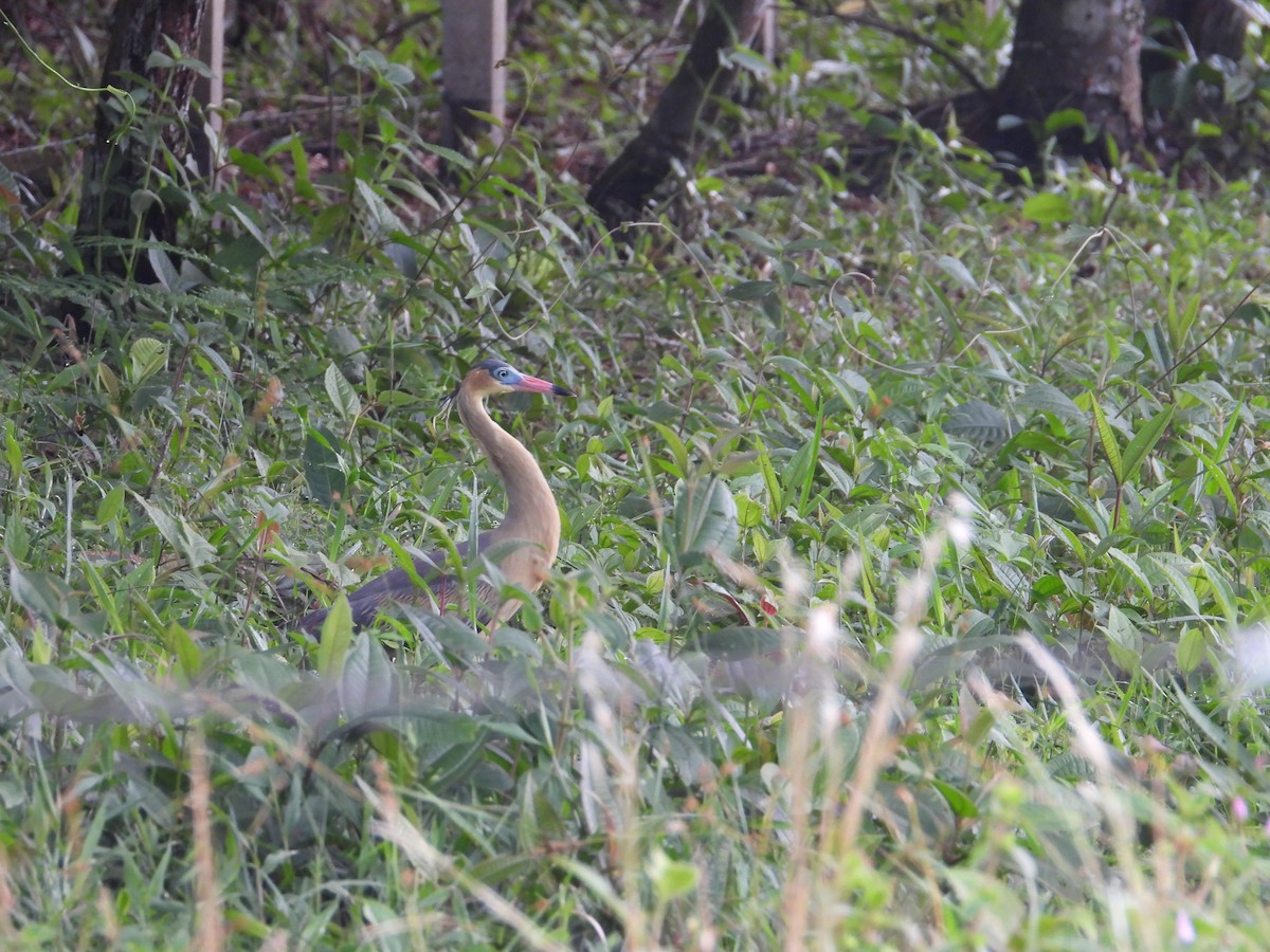 Whistling Heron - ML635558304
