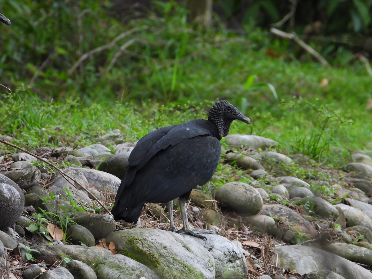 Black Vulture - ML635558321