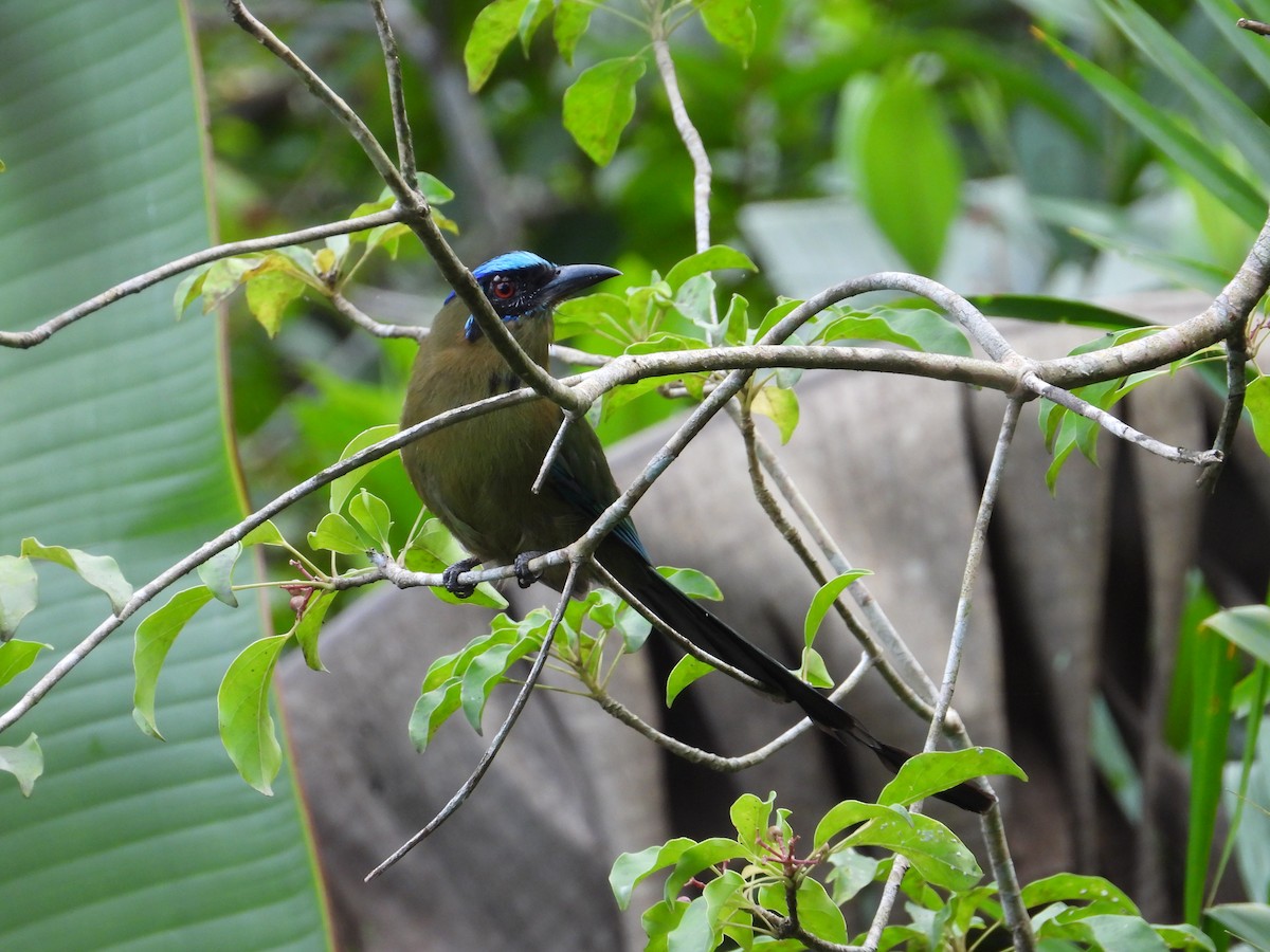 Amazonian Motmot - ML635558329