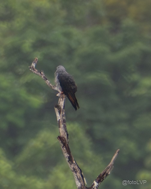 Plumbeous Kite - ML635558337