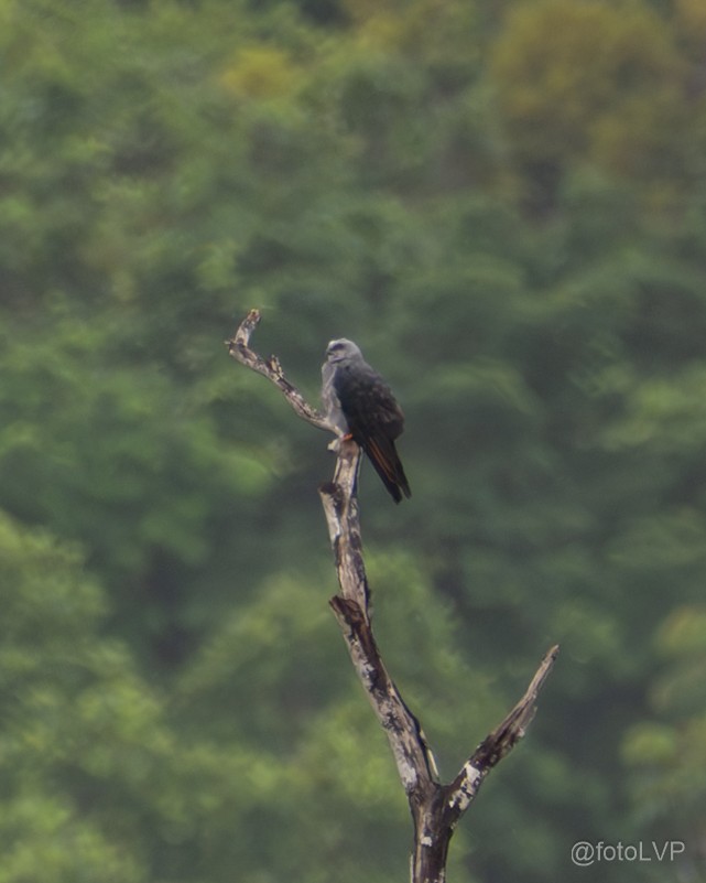 Plumbeous Kite - ML635558338