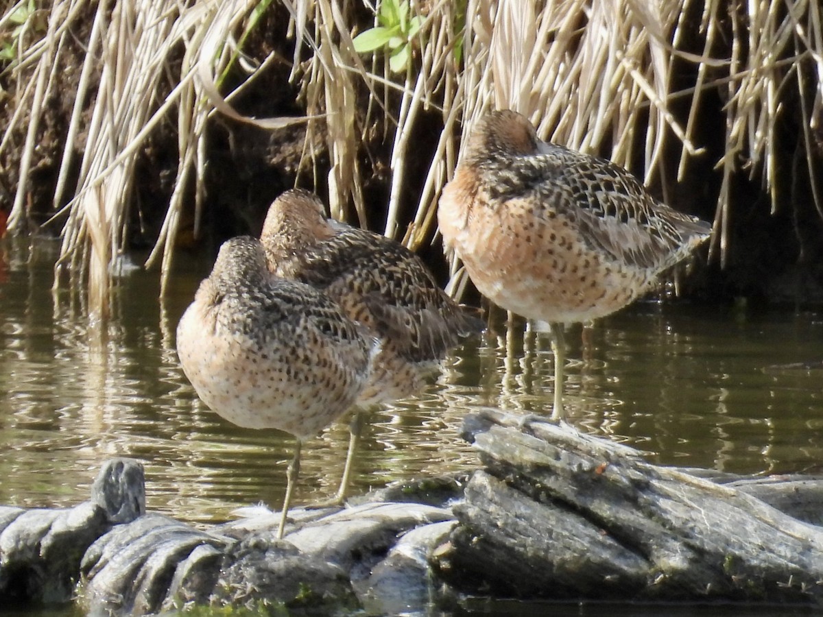 Short-billed Dowitcher - ML635558352