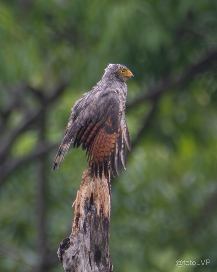 Roadside Hawk - ML635558397