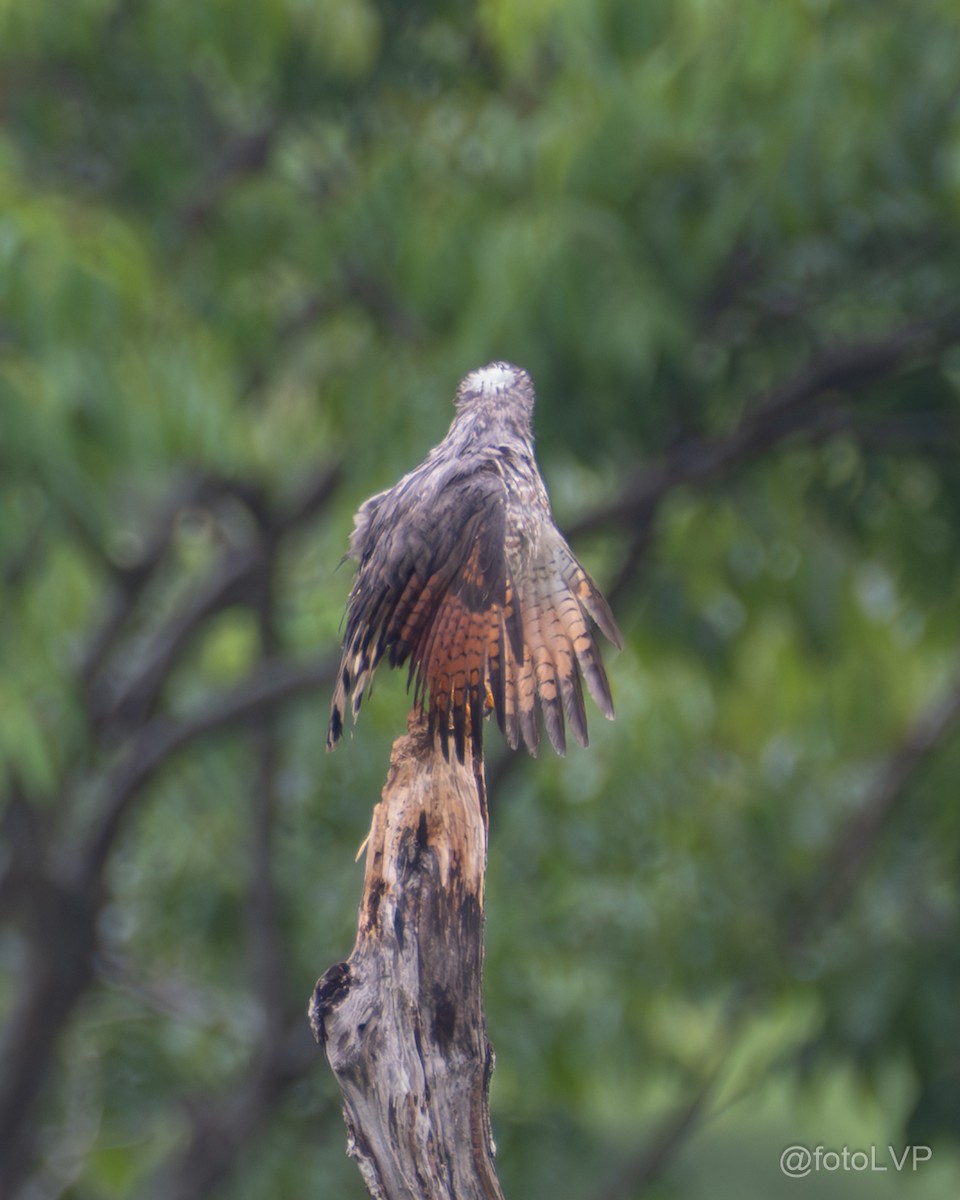 Roadside Hawk - ML635558398