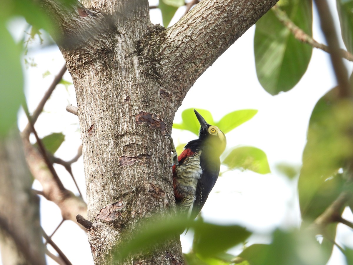 Yellow-tufted Woodpecker - ML635558406