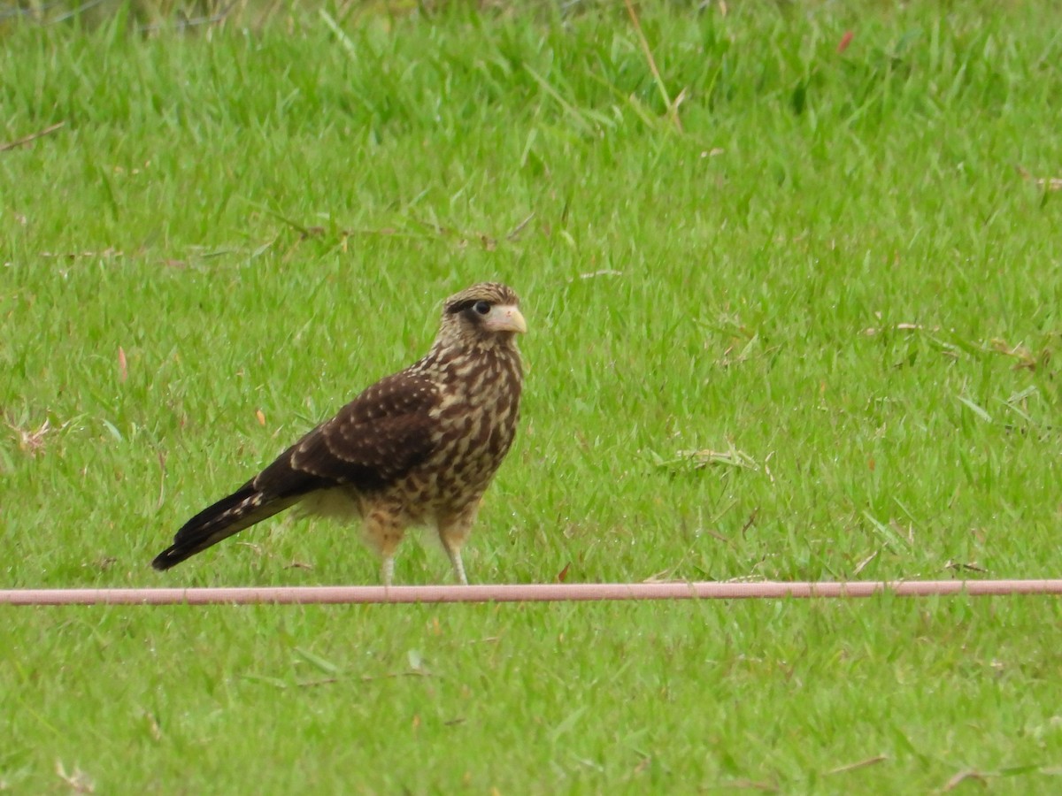 Yellow-headed Caracara - ML635558420