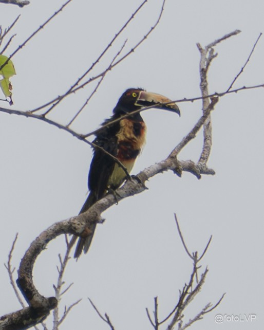 Collared Aracari (Collared) - ML635558442