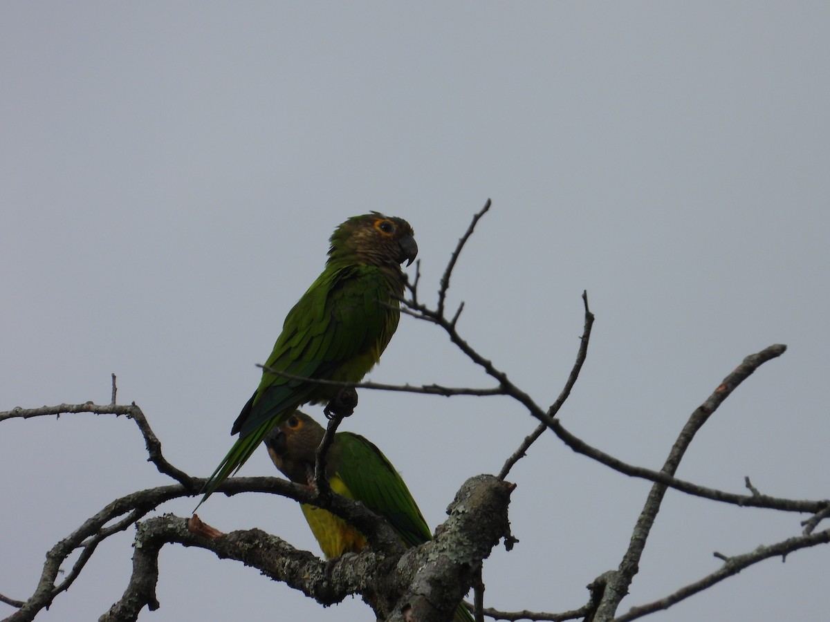 Brown-throated Parakeet - ML635558452