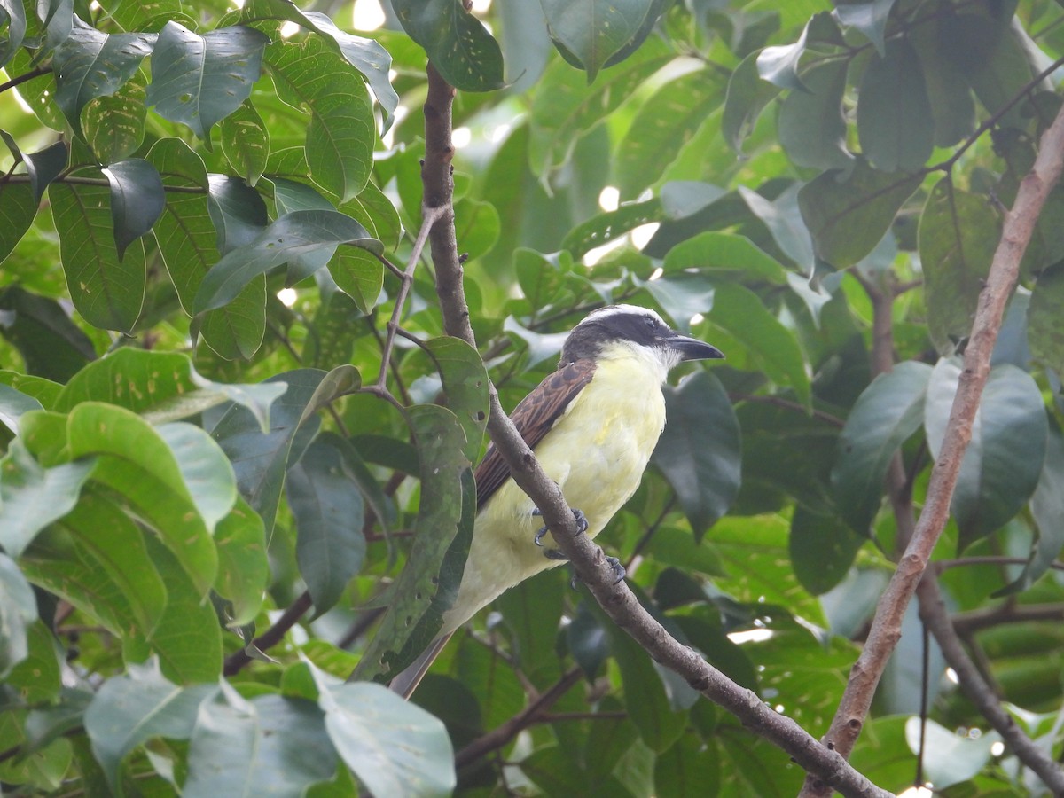 Boat-billed Flycatcher - ML635558465