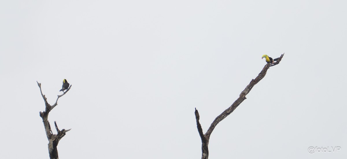 Keel-billed Toucan - ML635558476