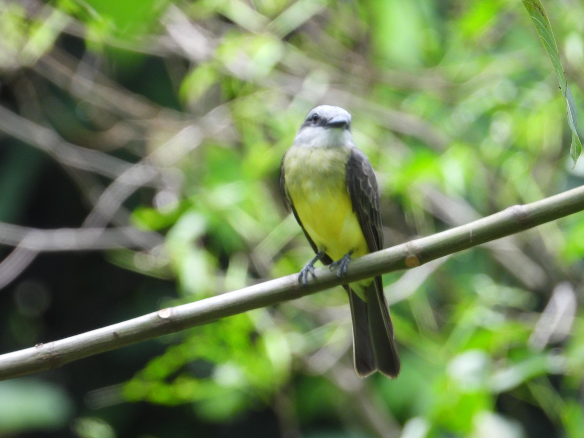 Tropical Kingbird - ML635558507