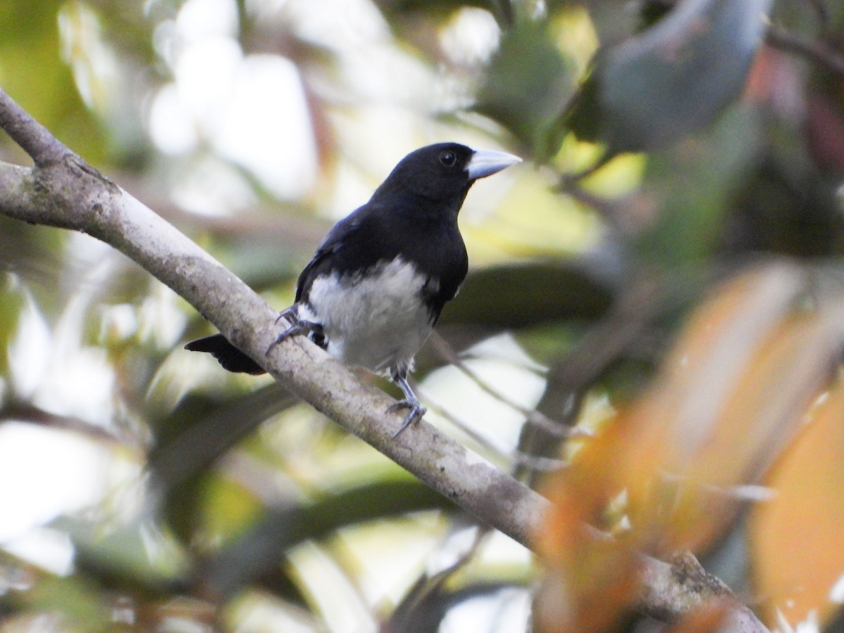 Cone-billed Tanager - ML635558523