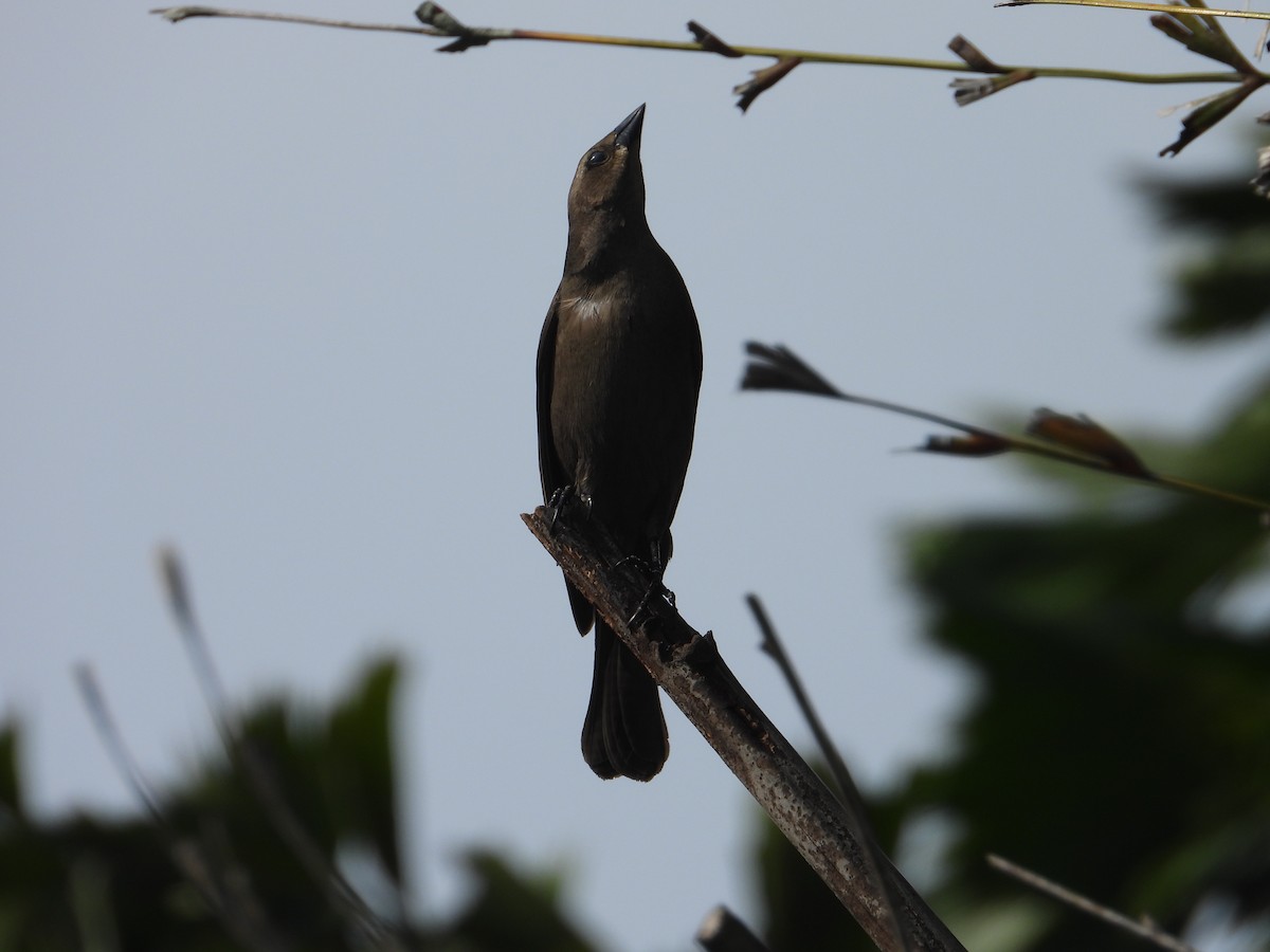 Shiny Cowbird - ML635558549