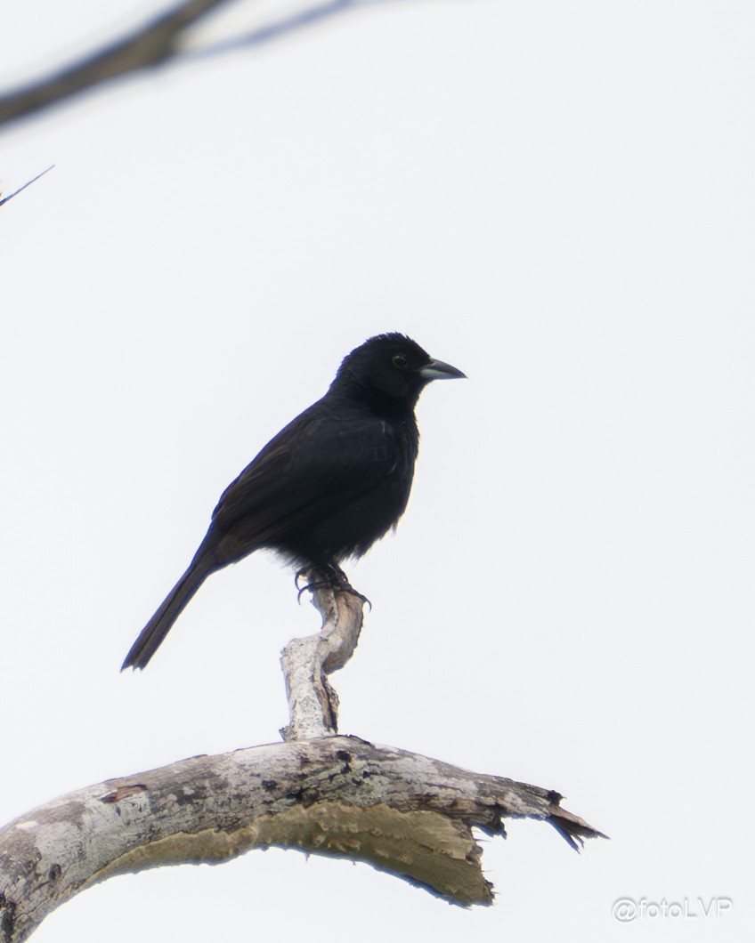 White-lined Tanager - ML635558557
