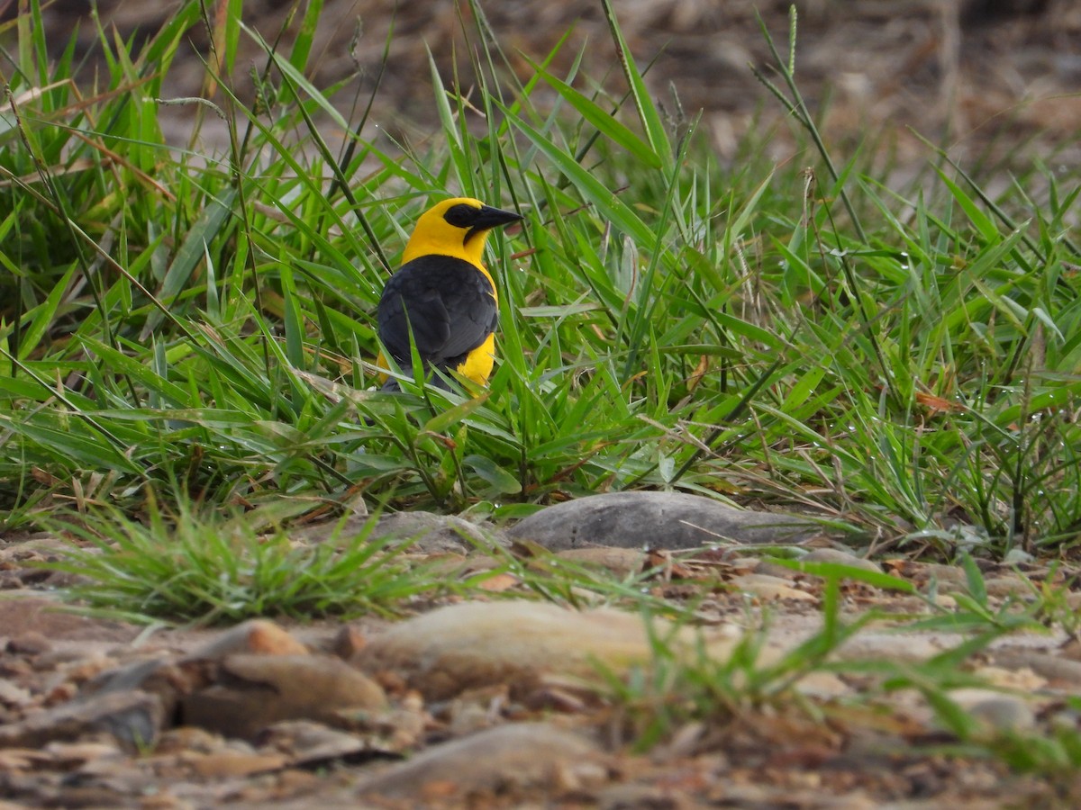 Oriole Blackbird - ML635558582